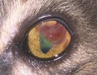 Congiuntivite eosinofilica nel gatto