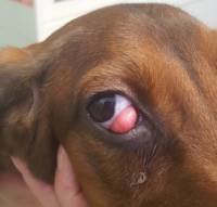 Palpebra cane cherry eye