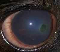 Ulcera corneale nel cane