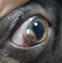 Cornea dermoide cane