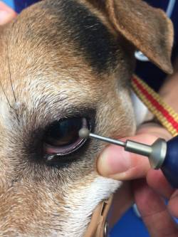 Erosione epiteliale cornea