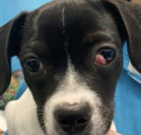 Palpebra cane cherry eye