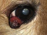 Neoformazione palpebrale